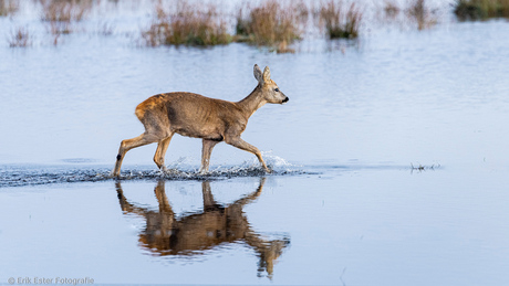 Dwingelderveld