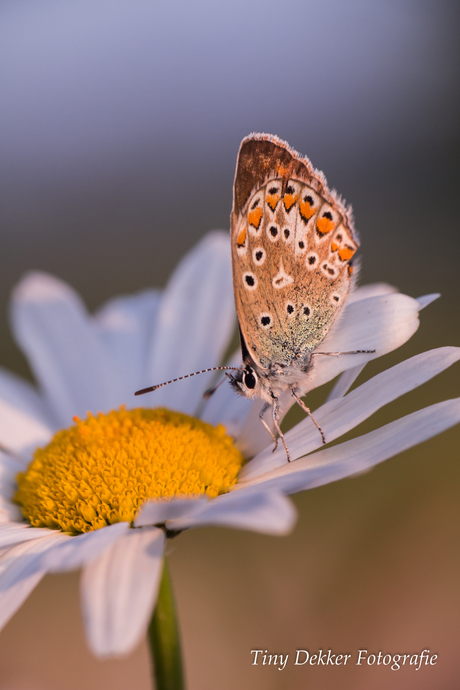 Icarusblauwtje op een wilde margriet