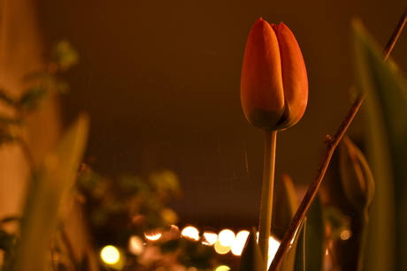 Nachttulp