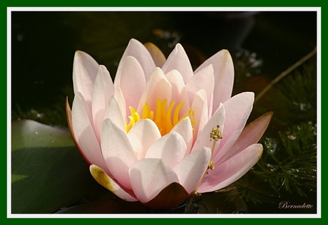 hij is er weer.....de waterlelie