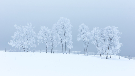 Winterse bomen