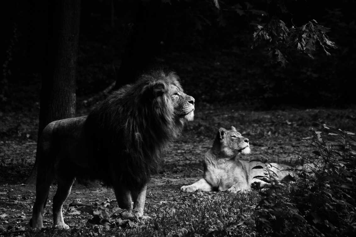 Leeuwen lichtval - - - foto door Vriendje70 op 18-08-2018 - deze foto bevat: dierentuin, dieren, lichtval, leeuw, katachtigen, burgerszoo, zwart-wit