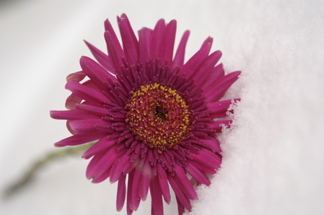 Gerbera in de sneeuw