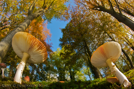 Herfstbos ...