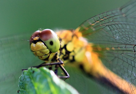 Heidelibel crop.