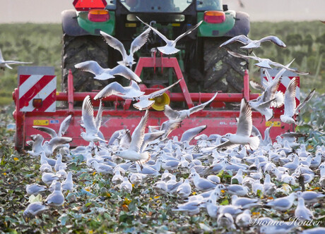 meeuwen achter de tractor op het land