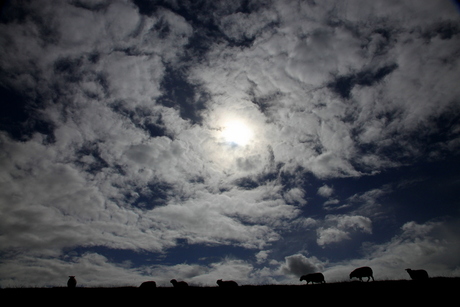 schapen met hun wolken