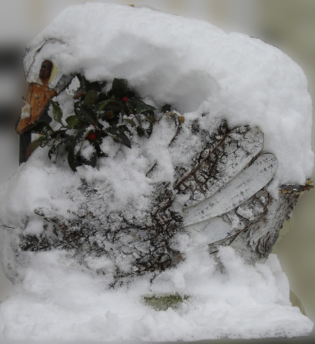 besneeuwde zwaan