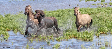 KONIKPAARDEN