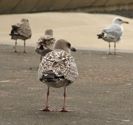 Kop in de wind.....