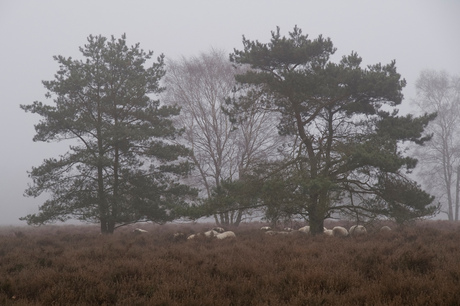 Schaapjes in de mist