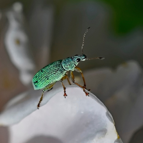 Groene snuitkever