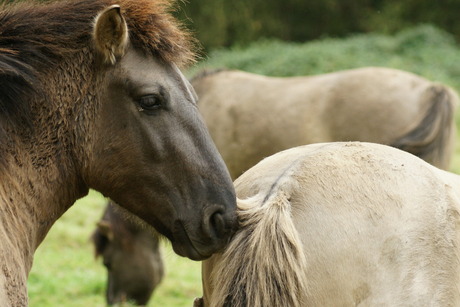 Wilde paarden bij Rhenen