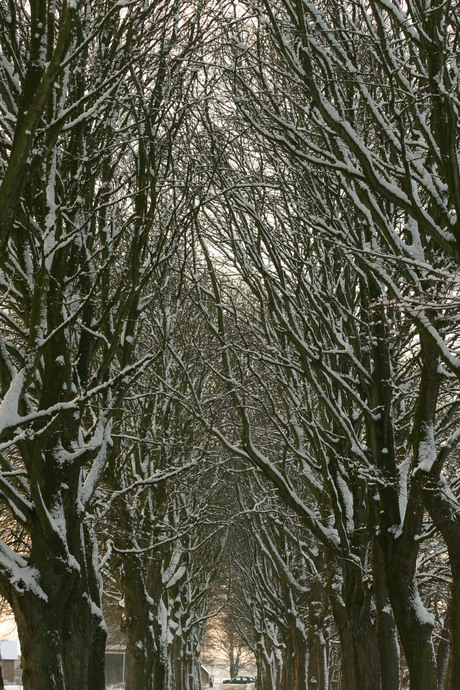 Sneeuw op de takken