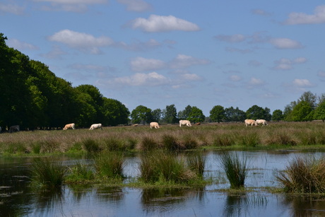 Genieten van het malse gras