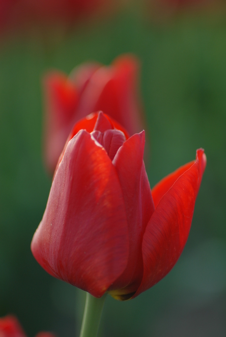 tulp