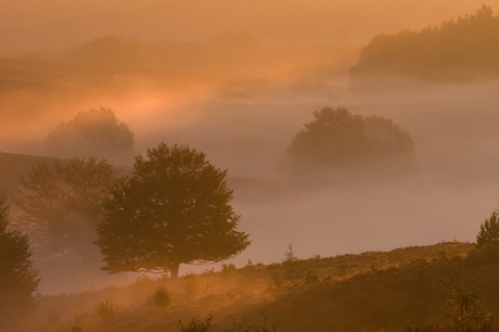 Veluwe in de mist