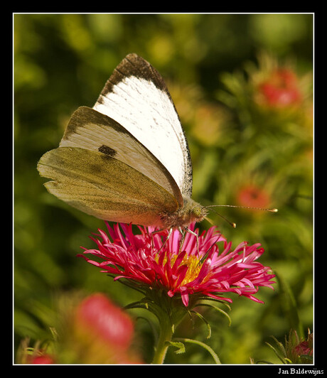 vlinder op bloempje