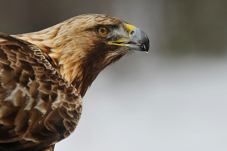 Golden eagle