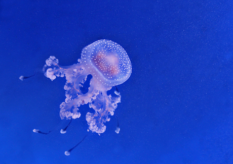 Blue Jellyfish.