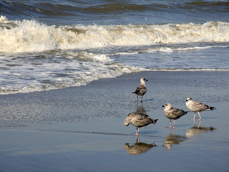 De zee, de zee....