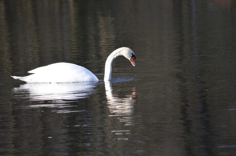 Zwaan in het Meer