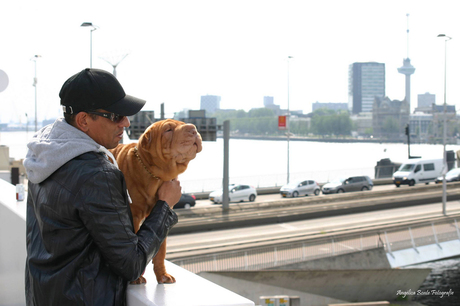 Bij de erasmusbrug in Rotterdam