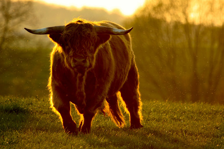 Stier bij tegenl