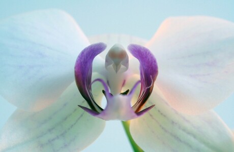 Orchidee