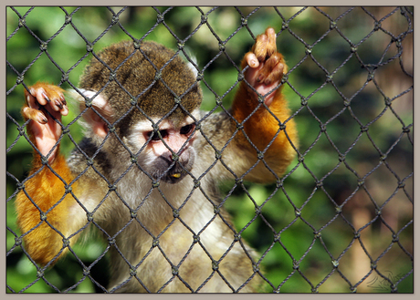 Chained Monkey