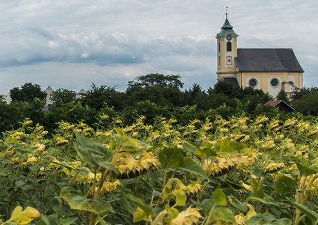 Zonnebloemen met zicht op kapel