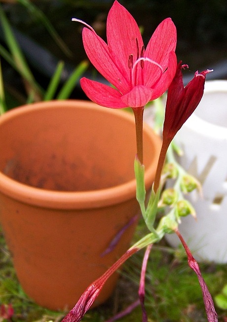 schizostylus