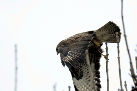 Buizerd take-off