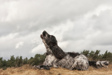 'Huilende' cocker spaniel