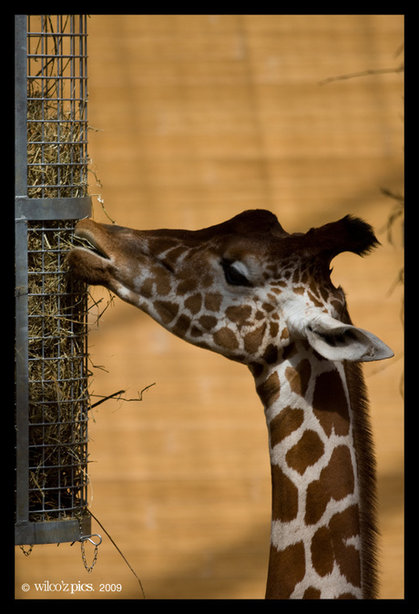 Giraffe aan het eten