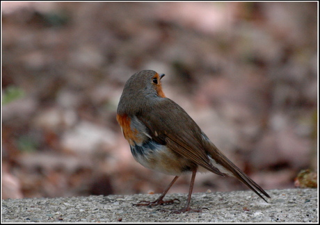 Rood of blauwborst.