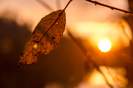 Belgium - Ardennes - Autumn Leaf at Sunset
