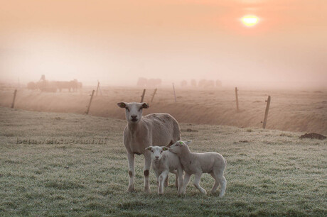 Lambs in the mist