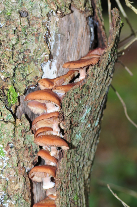 Paddestoelen