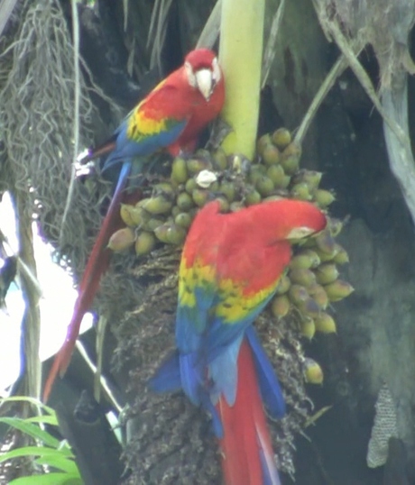 2010 Costa Rica ara papegaai.jpg