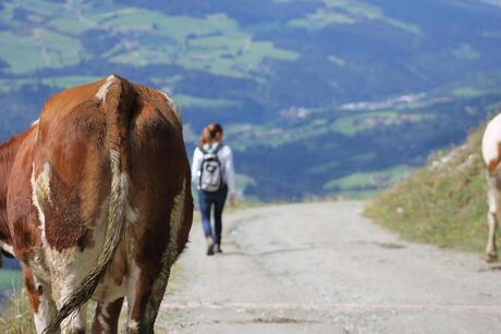 Mooiste achterste van Oostenrijk