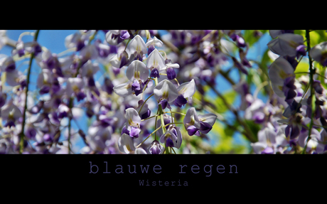 blauwe regen