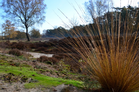 het mooie landschap van de hei