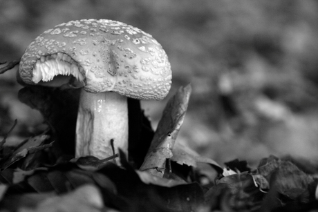 Black&White Mushroom
