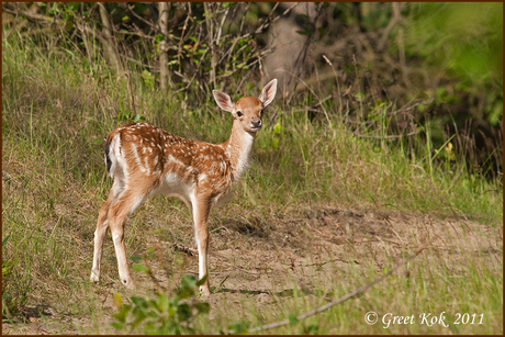 Bambi