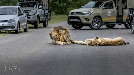 Leeuwen op de weg in Krugerpark