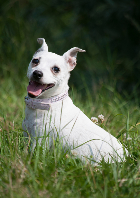 Jack russel