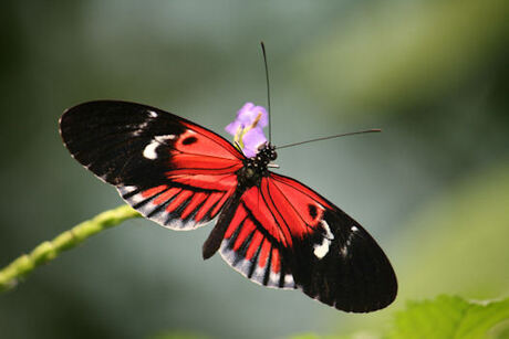 Rode vlinder