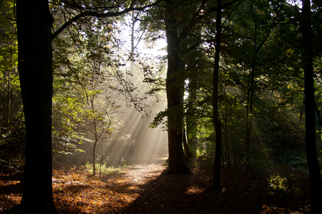 Herfstzon