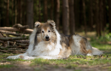 Boomer de Schotse collie